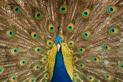 Peacock shows off his tail