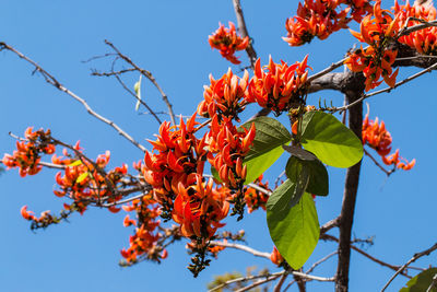 Low angle view of tree against sky