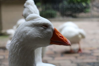 Close-up of swan