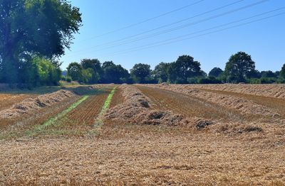 Scenic view of field against clear sky