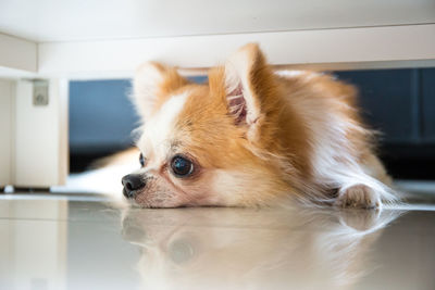 Close-up of a dog looking away at home