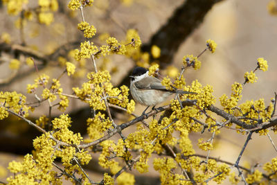 View of bird perching on branch