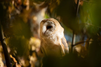 Close-up portrait of an animal