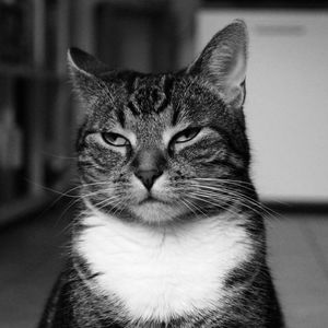 Close-up portrait of a cat