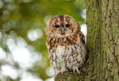 Close-up of owl perching on tree trunk