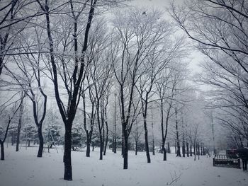 Snow covered trees