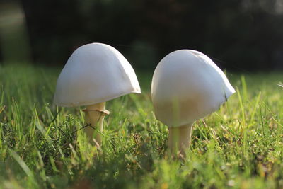 Close-up of mushroom growing on field