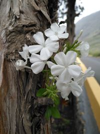 Close-up of white flowers on tree