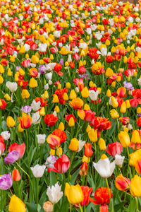 Close-up of flowering plants on field