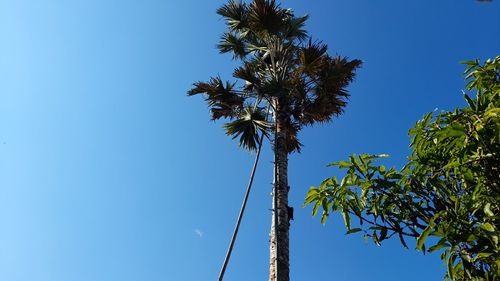 Low angle view of coconut palm tree against clear blue sky