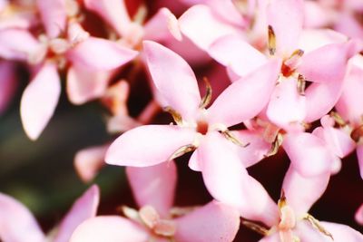 Full frame shot of pink flowers