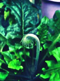 Close-up of green plant