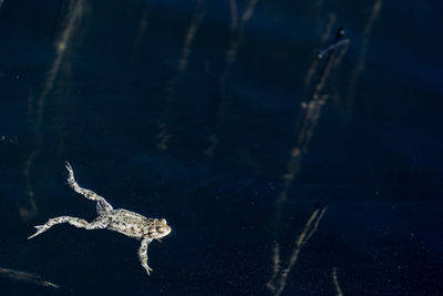 High angle view of turtle in sea