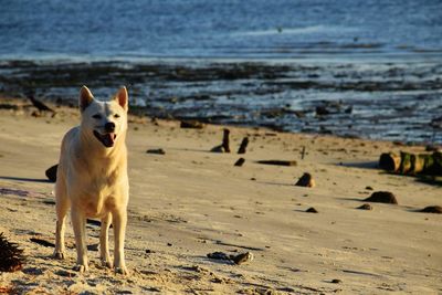 Dog on beach