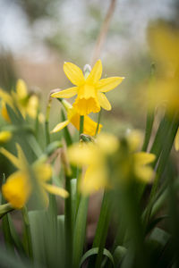 Close-up of yellow flowering plant on field