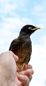 Midsection of person holding bird