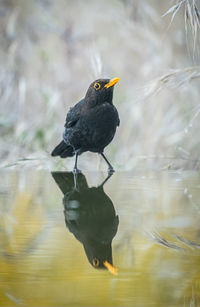 Black bird perching on a lake