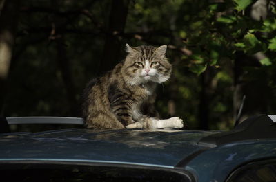 Cat sitting in a car