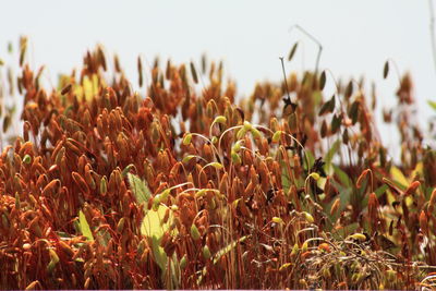 Close-up of corn field against clear sky