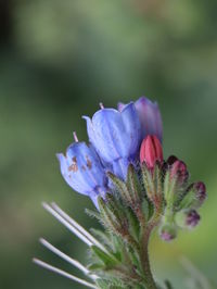 Close-up of purple flowering plant