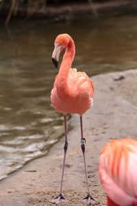 Flamingo perching on lakeshore