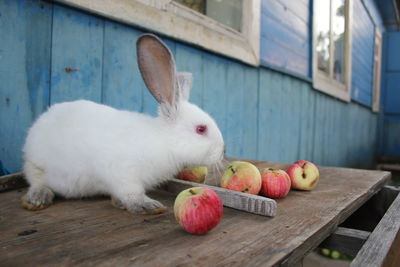 View of an animal on table