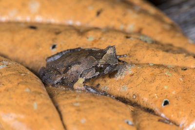 Close-up of lizard on rock