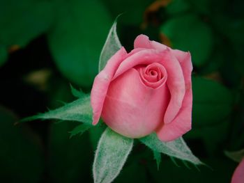 Close-up of pink rose