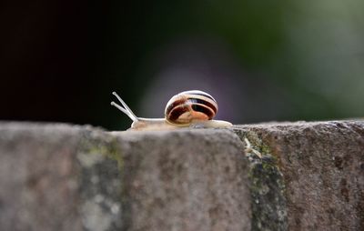 Close-up of snail on rock