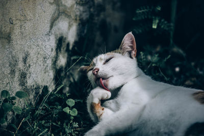 Close-up of cat yawning