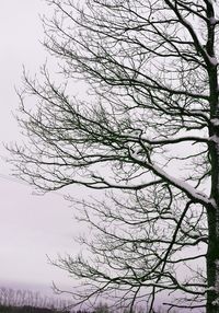 Close-up of bird on tree against sky