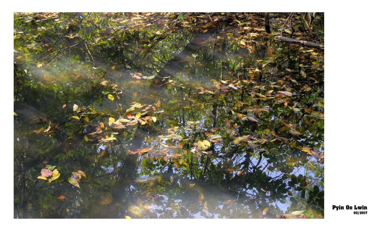 HIGH ANGLE VIEW OF PLANTS GROWING ON LAKE