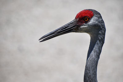 Close-up of a bird looking away