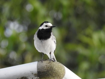 Close-up of bird perching on railing