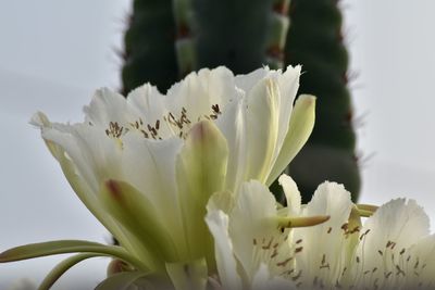 Close-up of white flowering plant