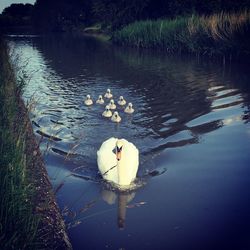 High angle view of swans swimming in lake