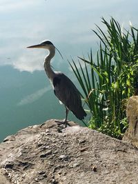 High angle view of gray heron perching on riverbank against sky