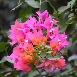 Close-up of pink flowers blooming outdoors