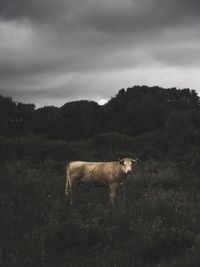 Horse standing in a field