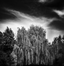 Low angle view of trees against cloudy sky