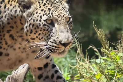 Close-up of leopard in forest