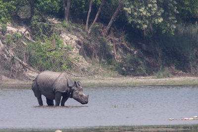 Elephant walking in a lake