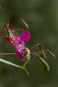 Close-up of insect on pink flower