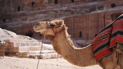 Camel against built structure