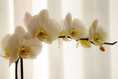 Close-up of orchids