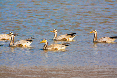 Ducks swimming in lake