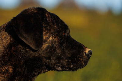 Close-up of black dog