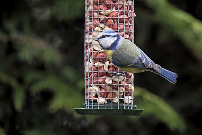 Close-up of bird perching on feeder