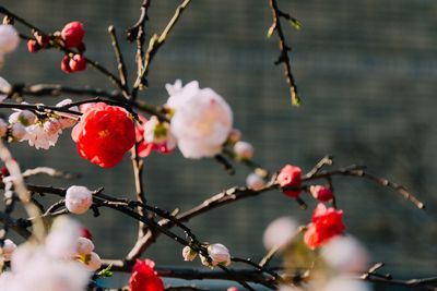 Close-up of cherry blossom tree