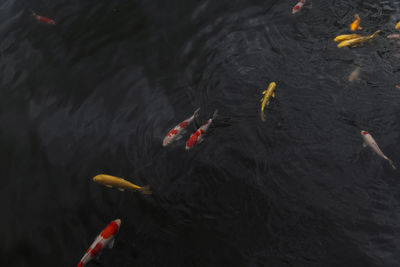 High angle view of koi carps swimming in lake